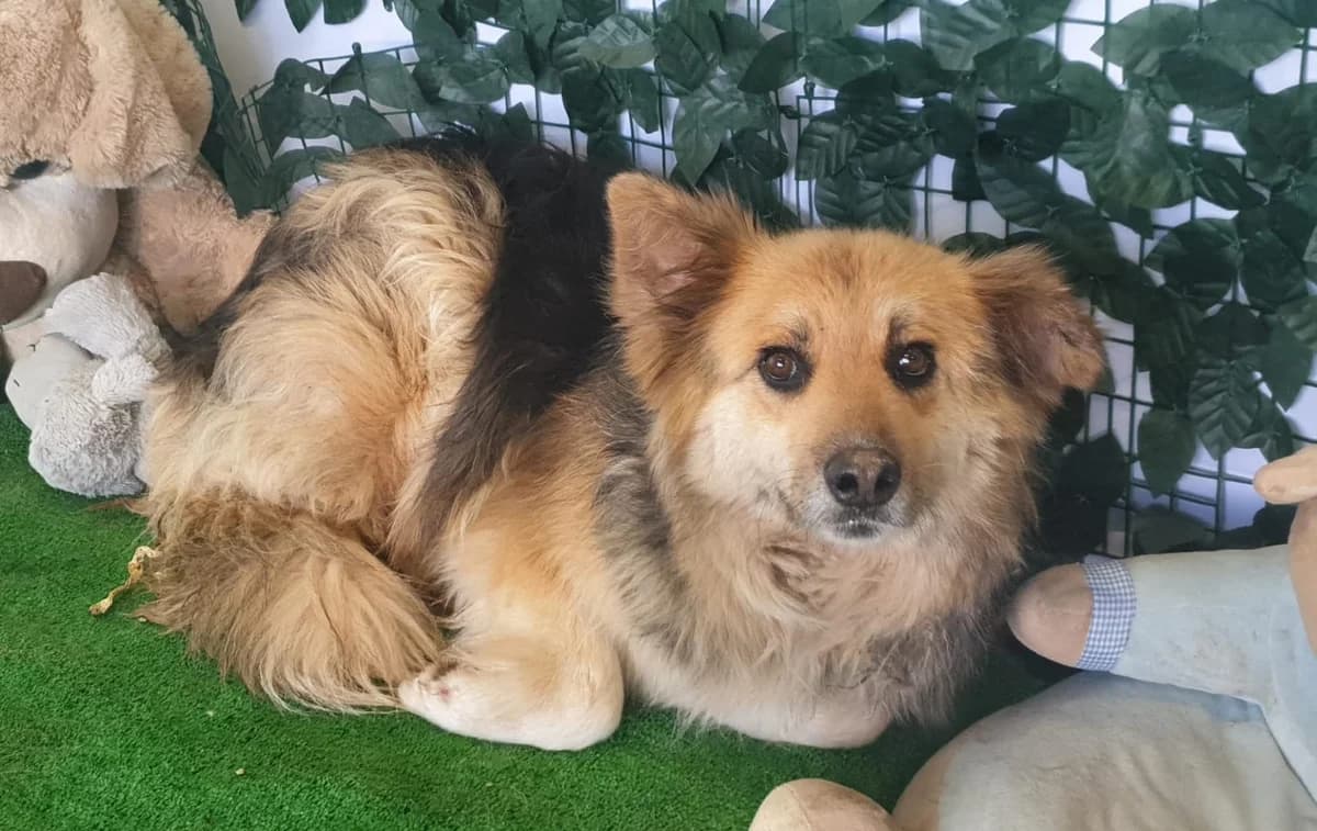 Gabriela, Negru female senior Mixed Breed for adoption at ASPA București — Catalog Câini