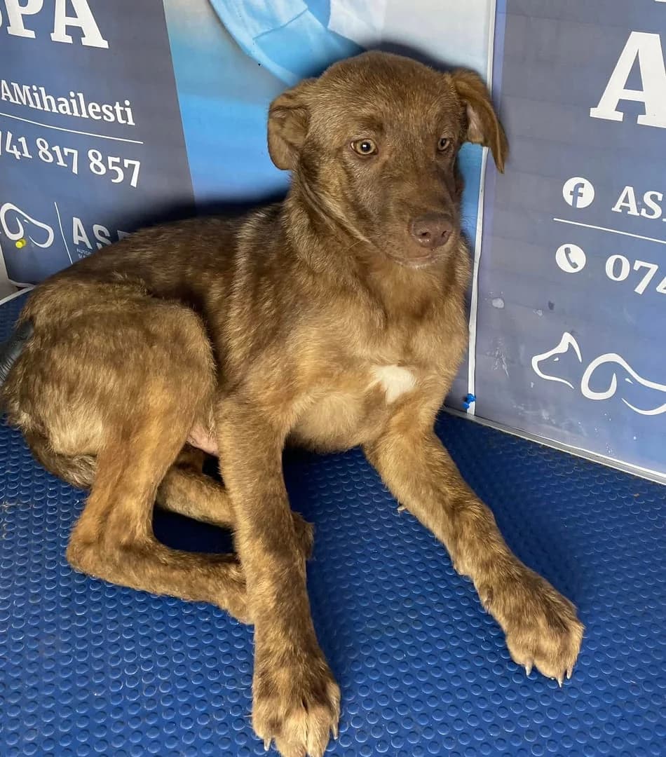 Câine, Roșcat male senior Mixed Breed for adoption at ASPA București — Catalog Câini