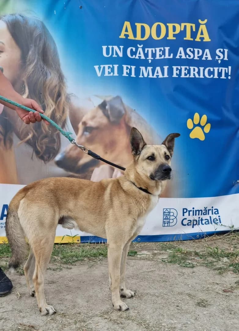 Many, Bej male senior Mixed Breed for adoption at ASPA București — Catalog Câini
