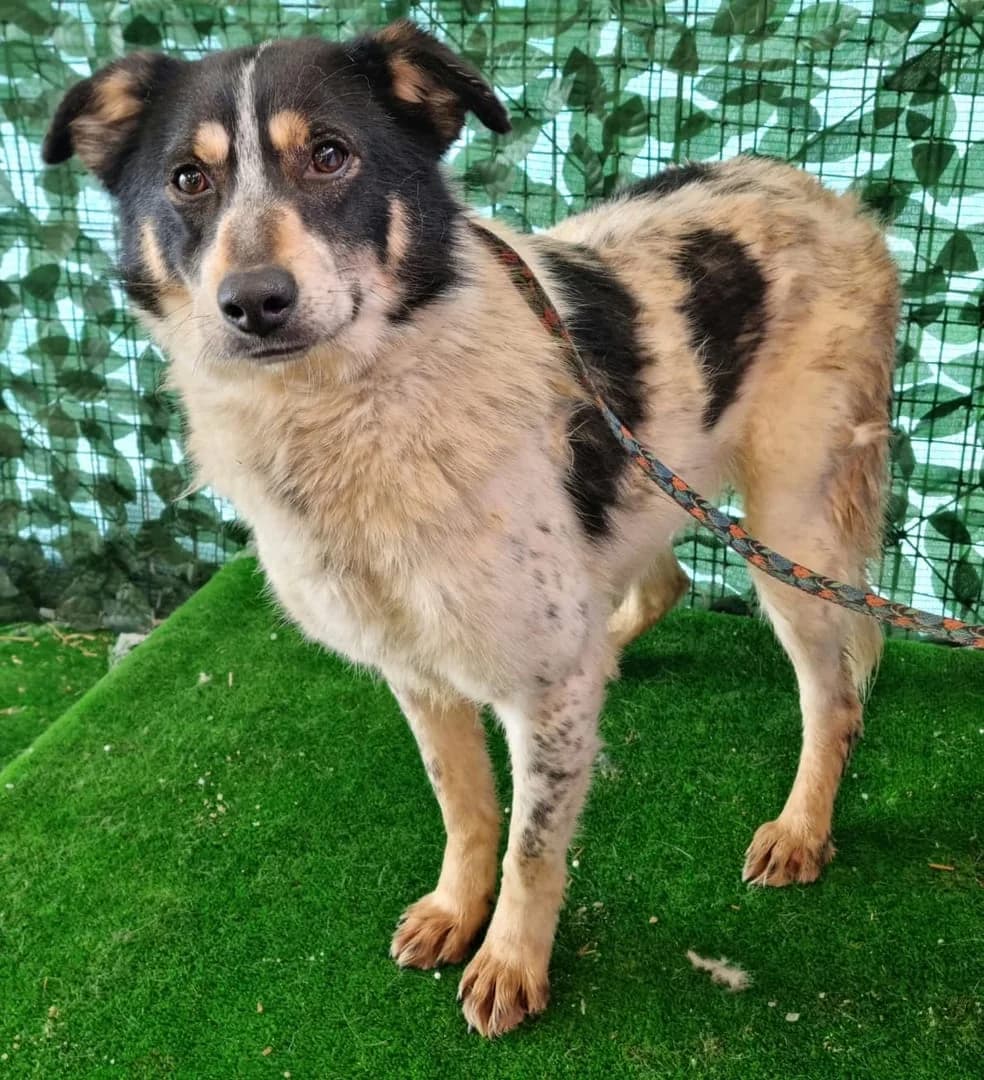 Câine, Alb female senior Mixed Breed for adoption at ASPA București — Catalog Câini