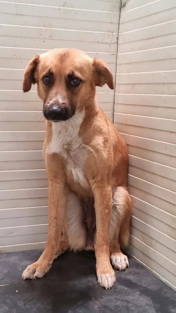 Bianca, Roșcat female young Mixed Breed for adoption at ASPA București — Catalog Câini