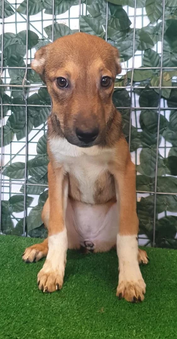 Princess, Maro female puppy Mixed Breed for adoption at ASPA București — Catalog Câini