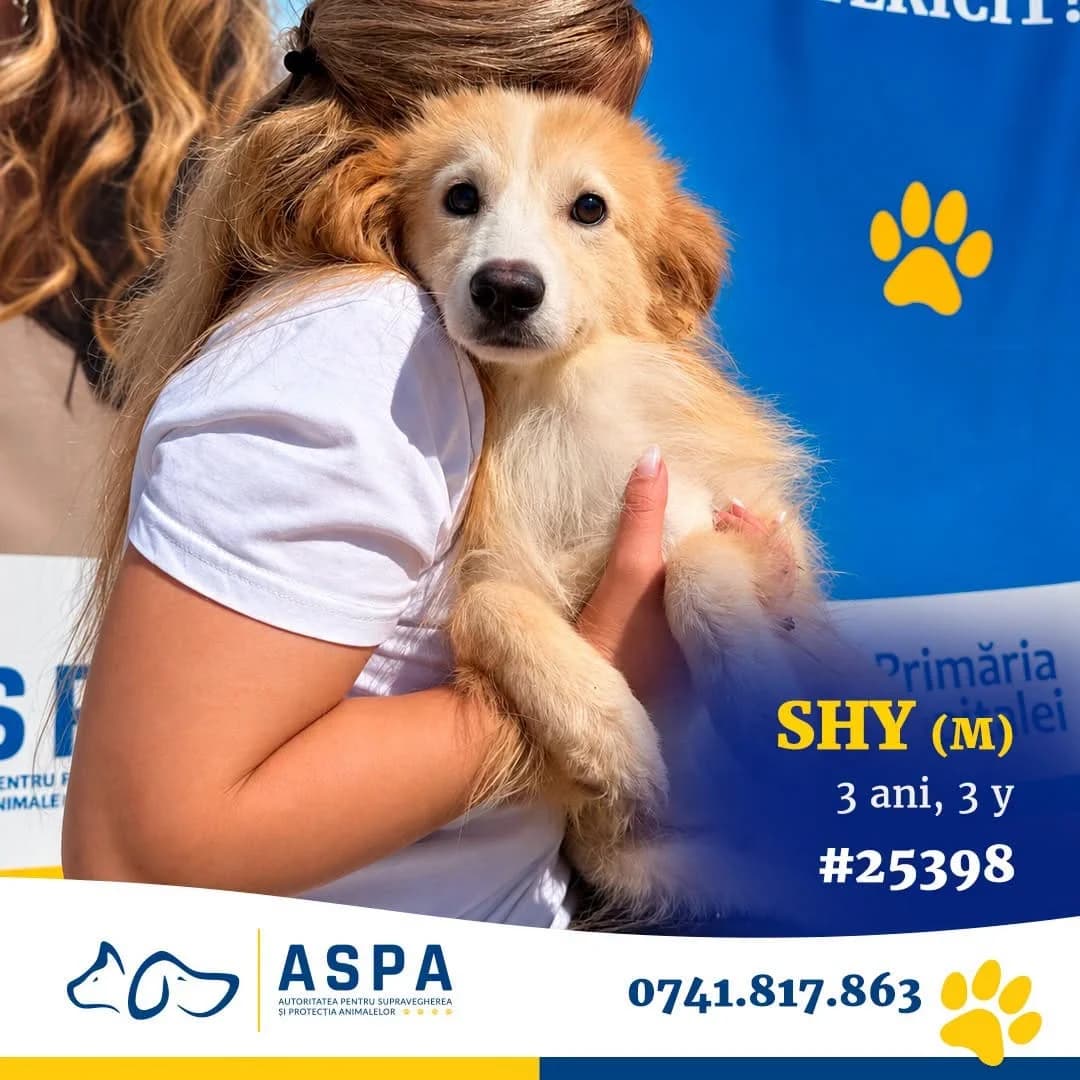 Titan, Bej male young Mixed Breed for adoption at ASPA București — Catalog Câini