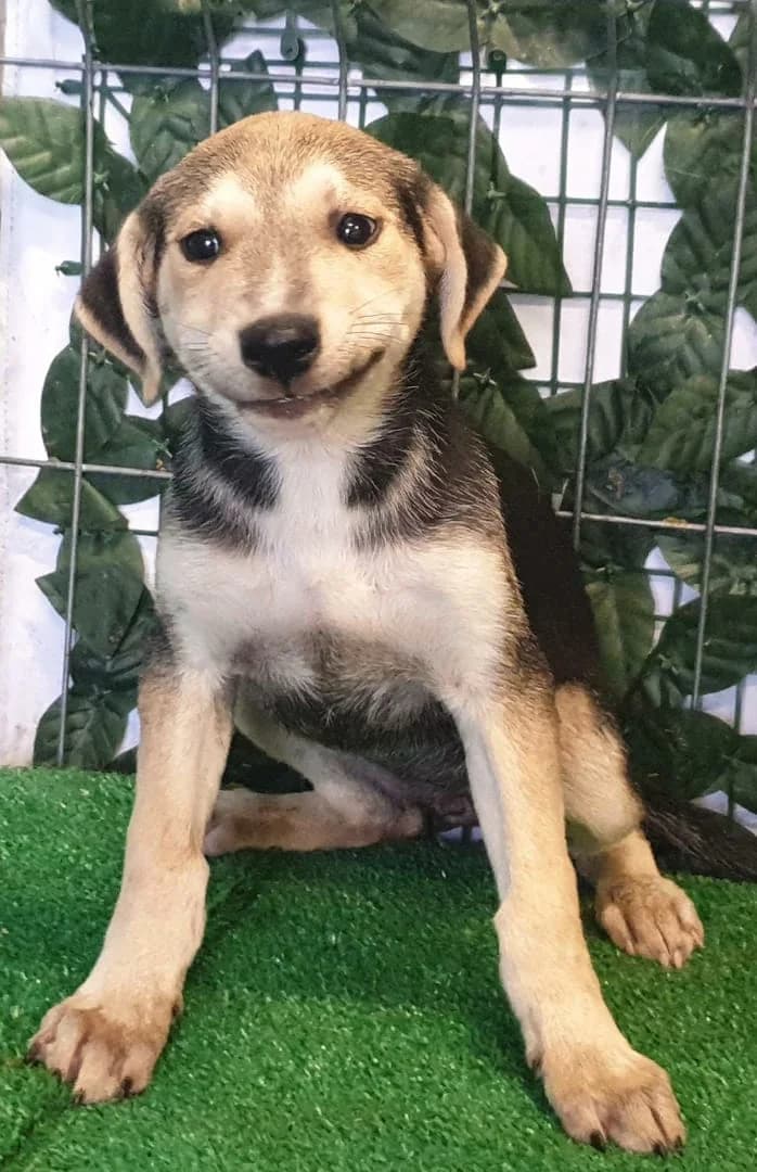 Willa, Negru female puppy Mixed Breed for adoption at ASPA București — Catalog Câini