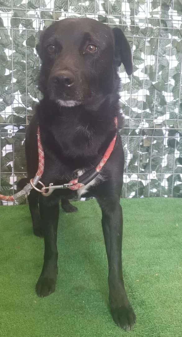 Ranger, Negru male young Mixed Breed for adoption at ASPA București — Catalog Câini