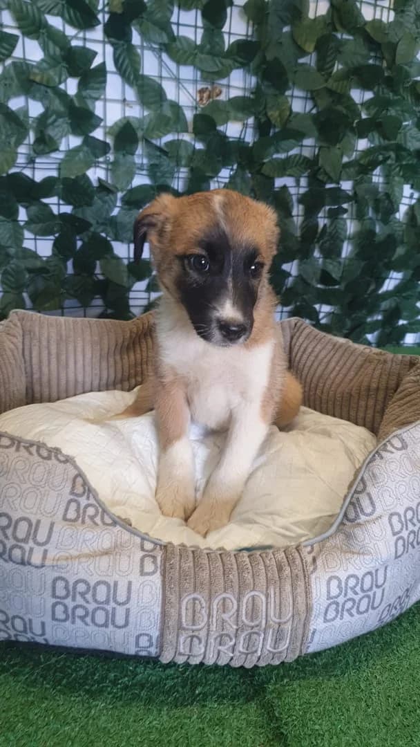 Diva, Maro female puppy Mixed Breed for adoption at ASPA București — Catalog Câini
