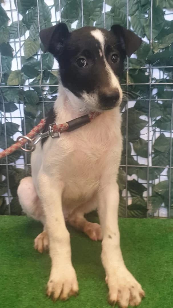 Echo, Alb male puppy Mixed Breed for adoption at ASPA București — Catalog Câini
