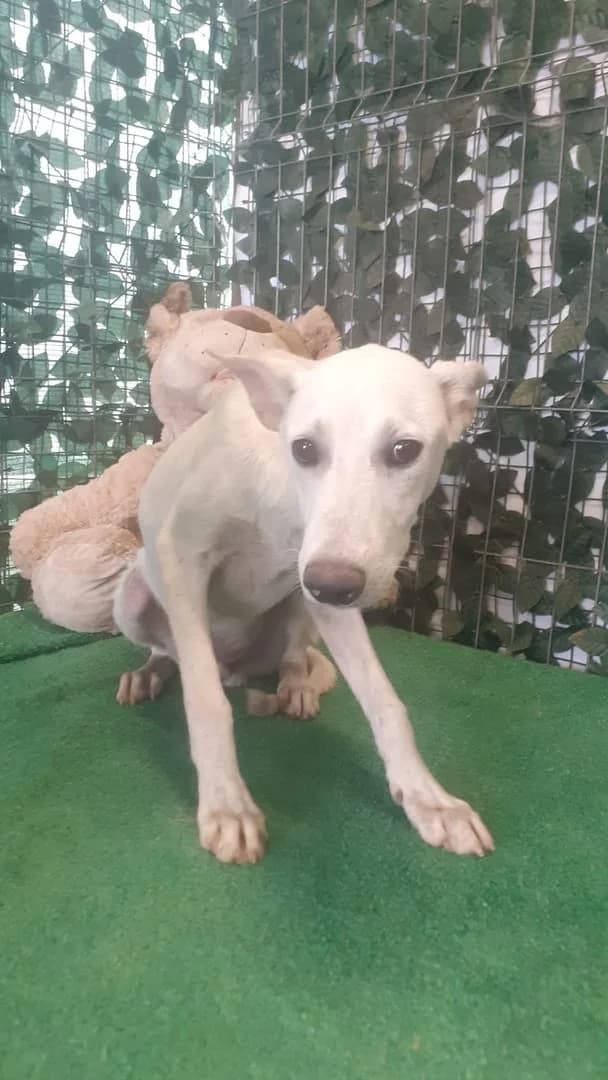 Diego, Alb male puppy Mixed Breed for adoption at ASPA București — Catalog Câini