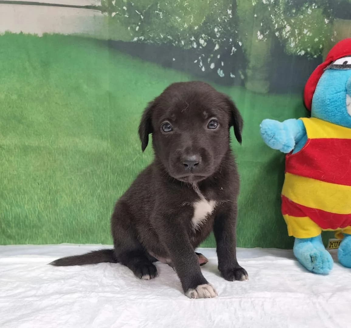 Charlie, Negru male puppy Mixed Breed for adoption at ASPA București — Catalog Câini