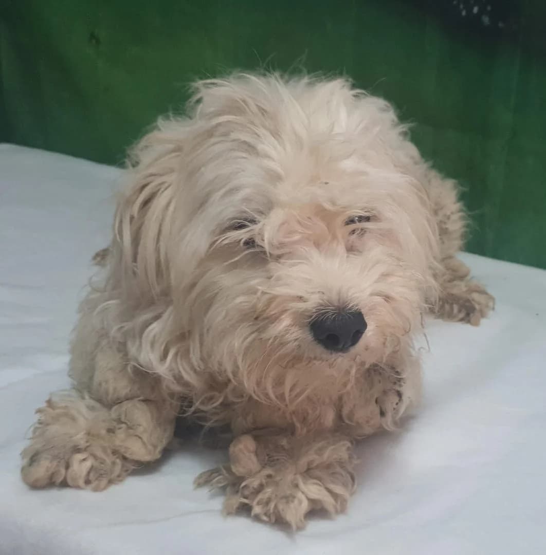 Lilly, Alb female 4yo Mixed Breed for adoption at ASPA București — Catalog Câini