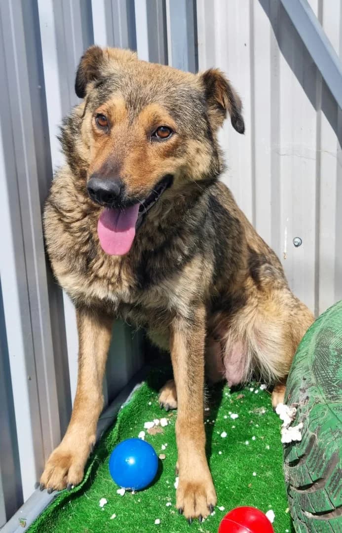 Magdalena, Negru female young Mixed Breed for adoption at ASPA București — Catalog Câini