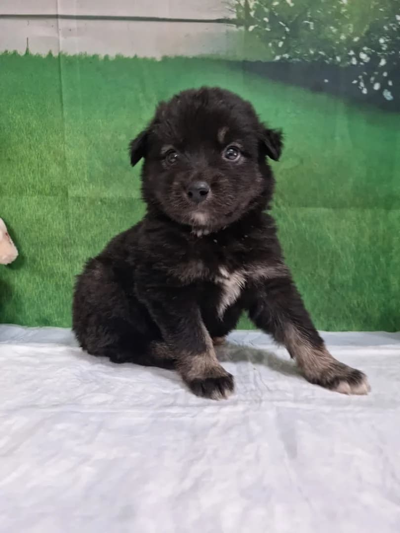 Diego, Negru male puppy Mixed Breed for adoption at ASPA București — Catalog Câini