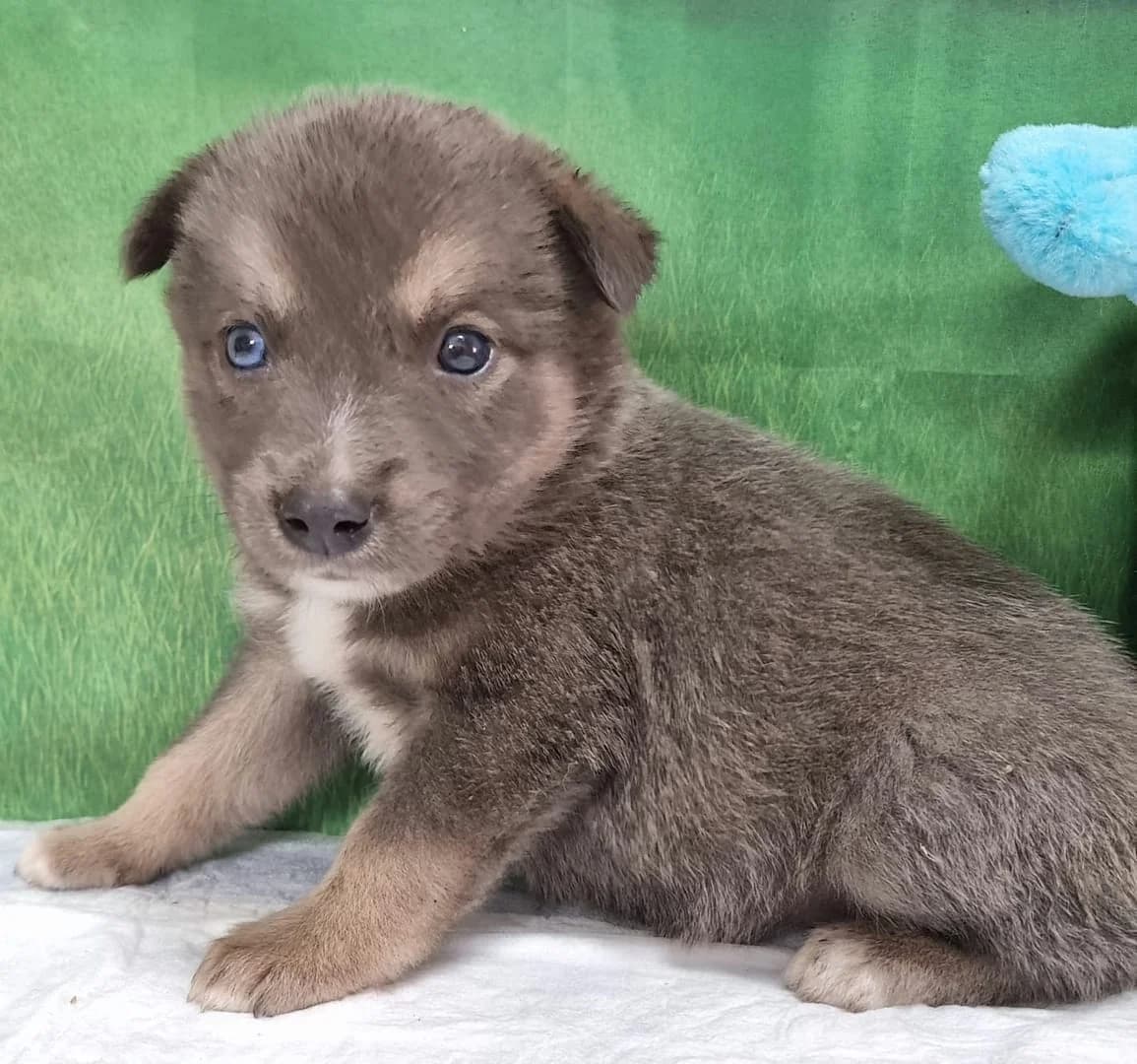 Oscar, Gri male puppy Mixed Breed for adoption at ASPA București — Catalog Câini