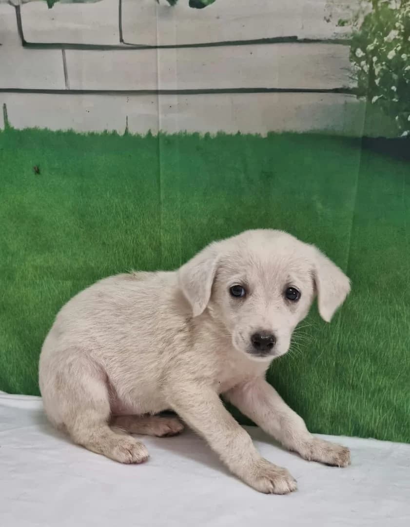 Lilly, Crem female puppy Mixed Breed for adoption at ASPA București — Catalog Câini