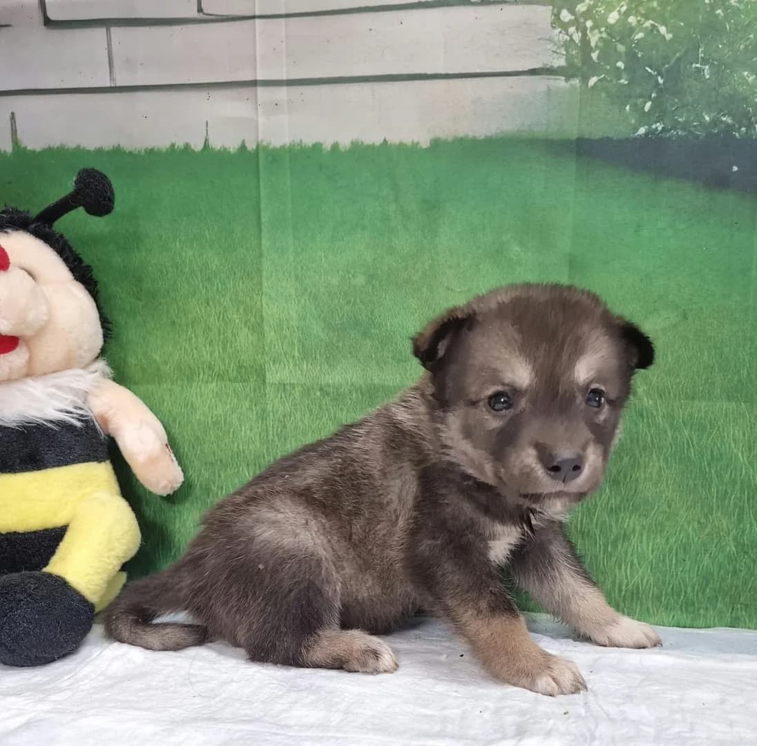 Cooper, Gri male puppy Mixed Breed for adoption at ASPA București — Catalog Câini