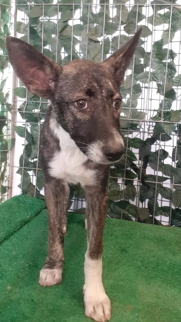 Molly, Bej female puppy Mixed Breed for adoption at ASPA București — Catalog Câini