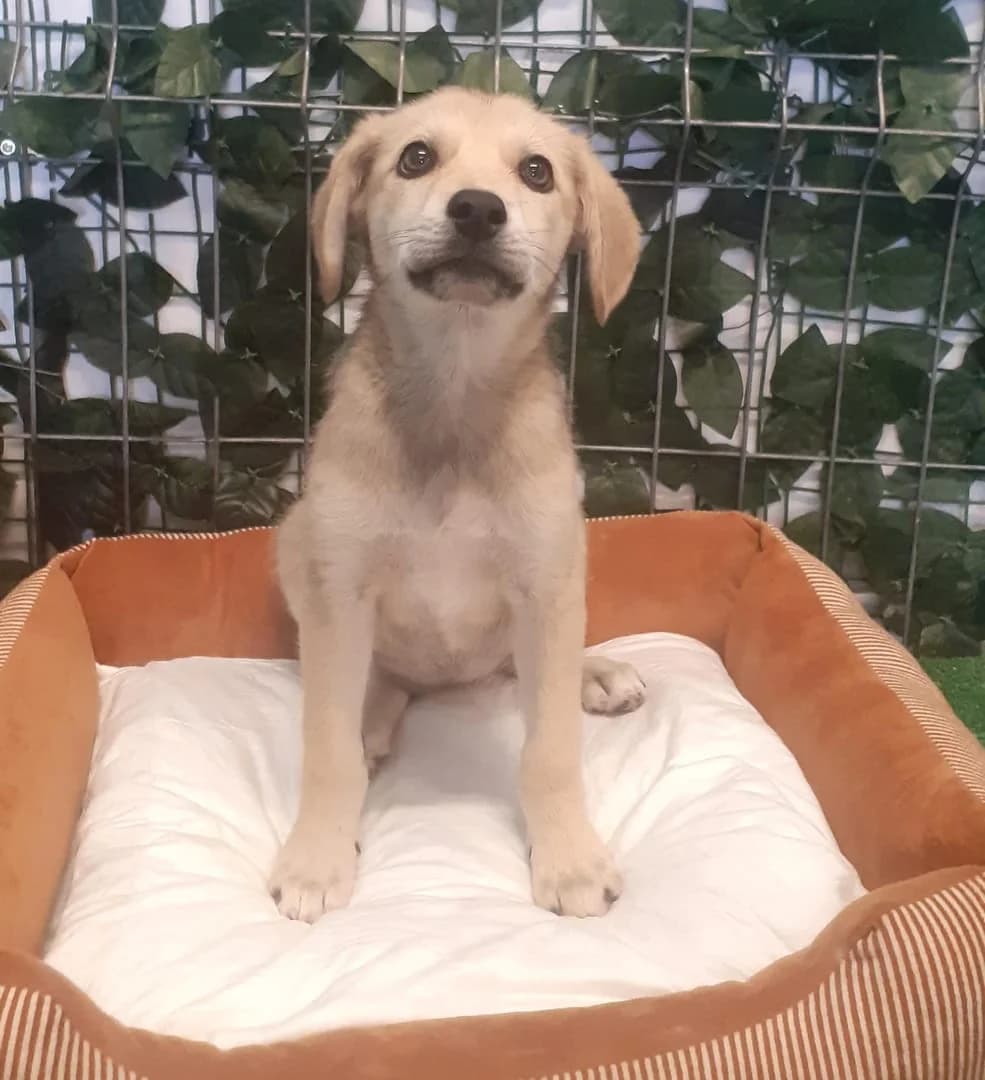 Aurora, Bej female puppy Mixed Breed for adoption at ASPA București — Catalog Câini