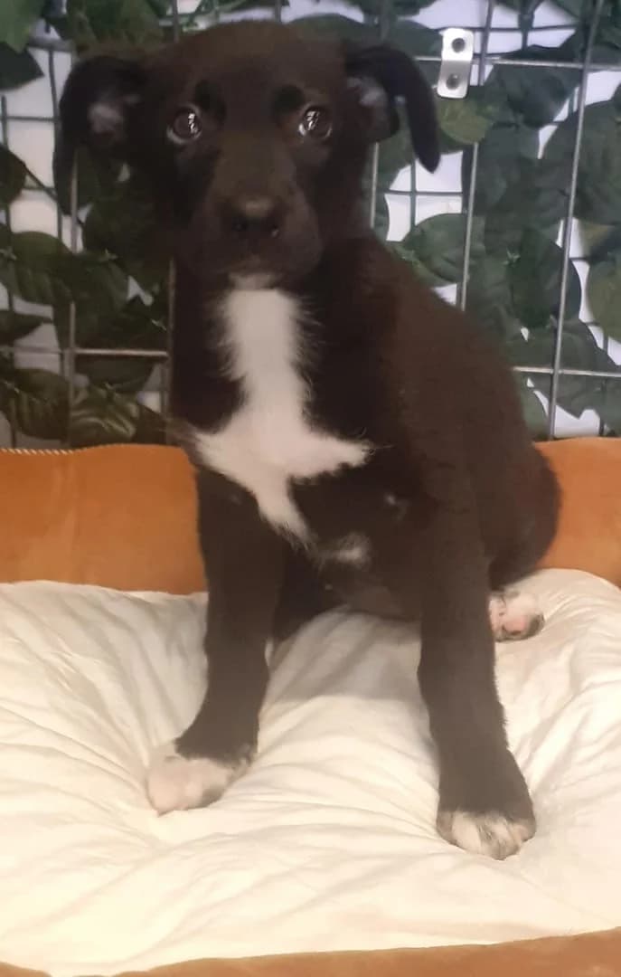 Bianca, Negru female puppy Mixed Breed for adoption at ASPA București — Catalog Câini