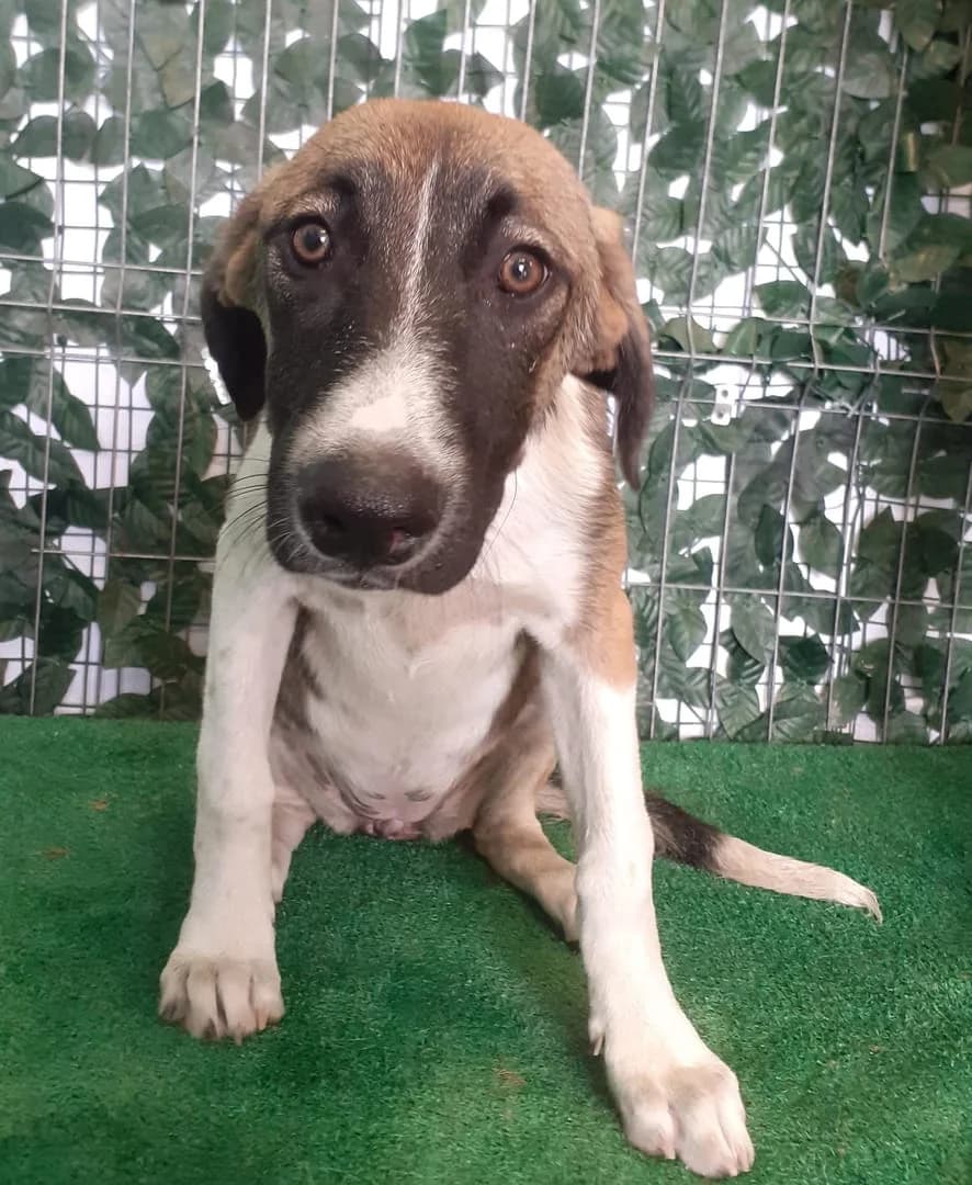 Roxy, Maro female puppy Mixed Breed for adoption at ASPA București — Catalog Câini