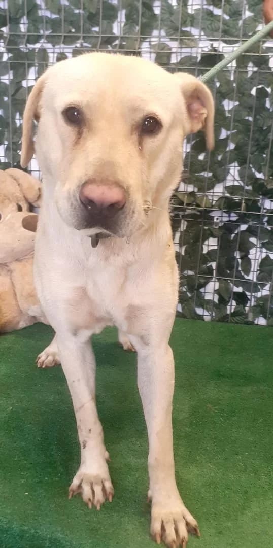 Cooper, Bej male young Mixed Breed for adoption at ASPA București — Catalog Câini