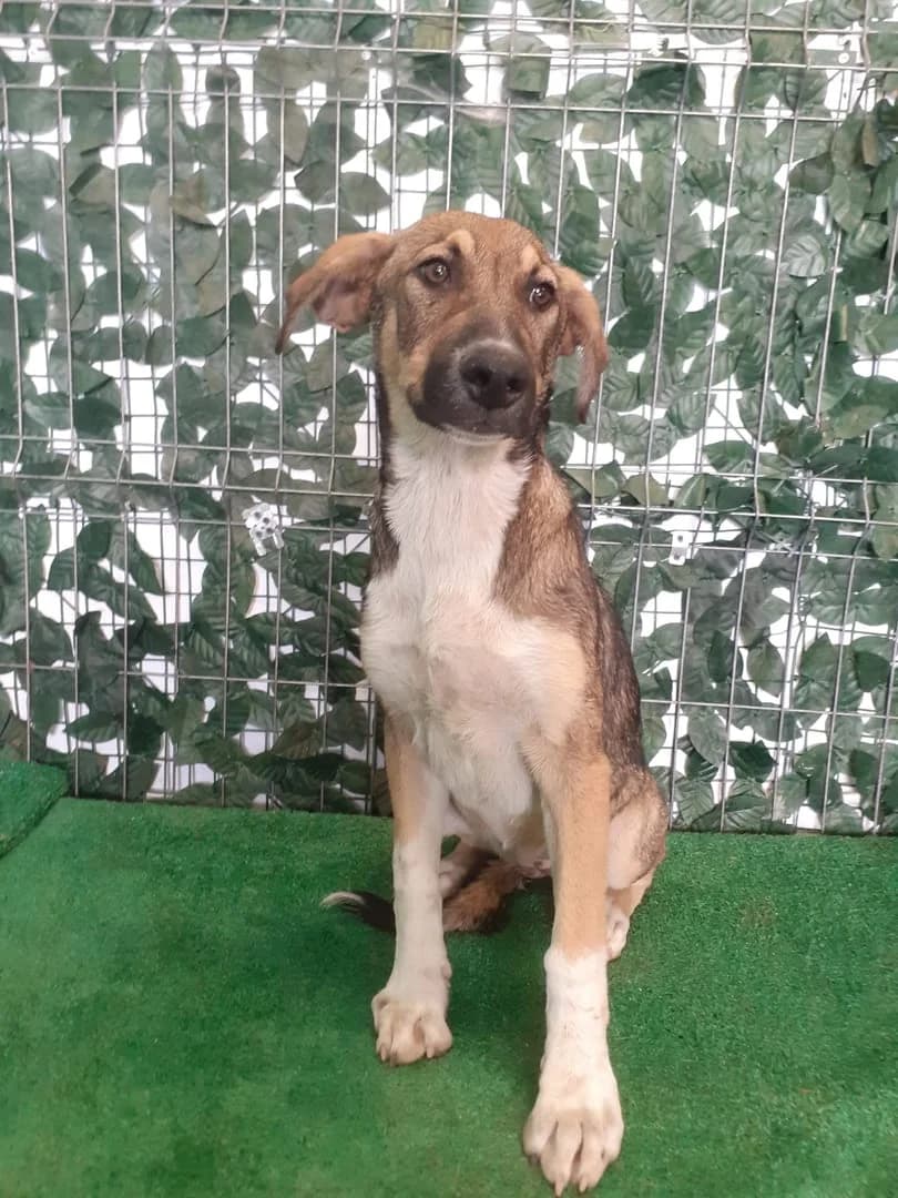 Diva, Maro female puppy Mixed Breed for adoption at ASPA București — Catalog Câini