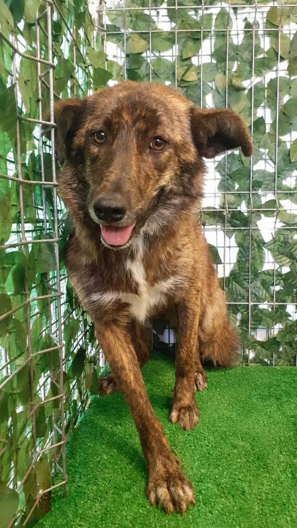 Princess, Maro female young Mixed Breed for adoption at ASPA București — Catalog Câini