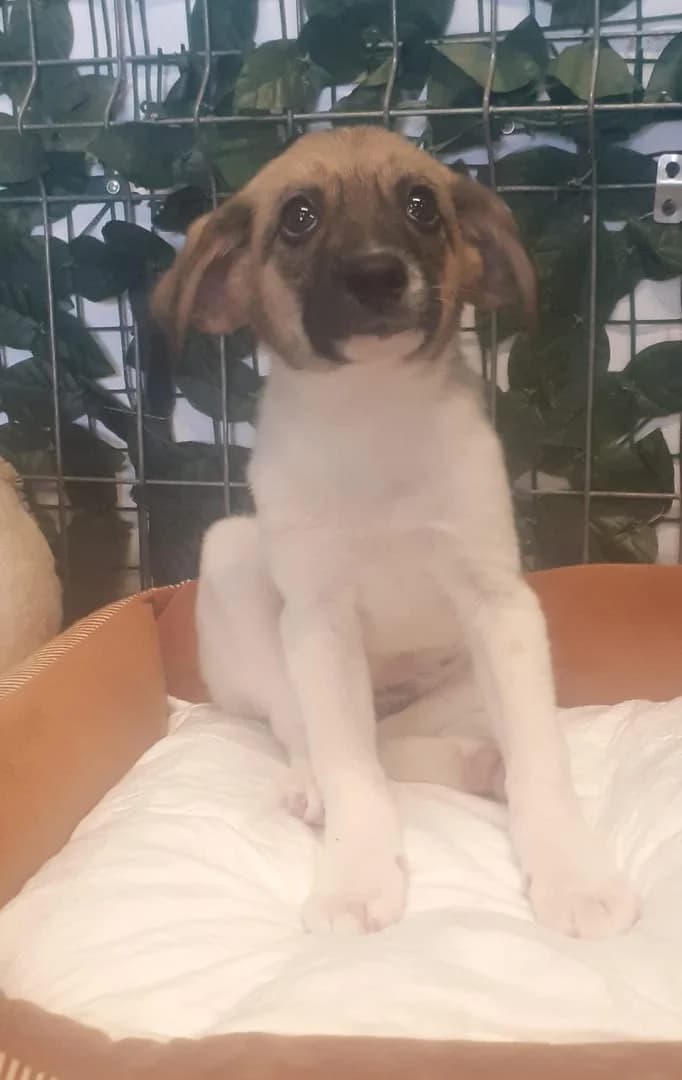 Milo, Alb male puppy Mixed Breed for adoption at ASPA București — Catalog Câini