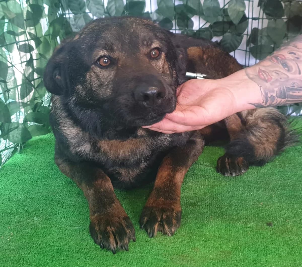 Tucker, Maro male young Mixed Breed for adoption at ASPA București — Catalog Câini