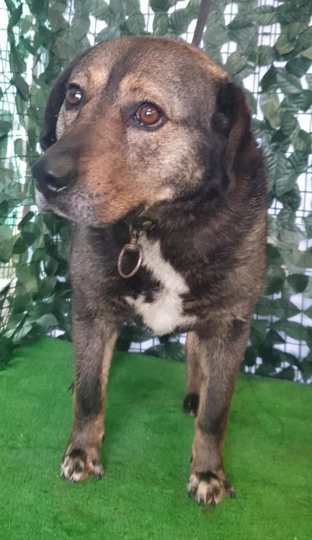 Rocky, Negru male 5yo Mixed Breed for adoption at ASPA București — Catalog Câini