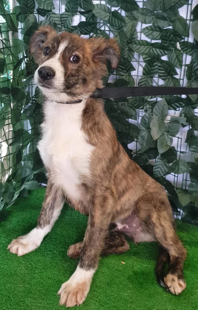 Thor, Maro male puppy Mixed Breed for adoption at ASPA București — Catalog Câini