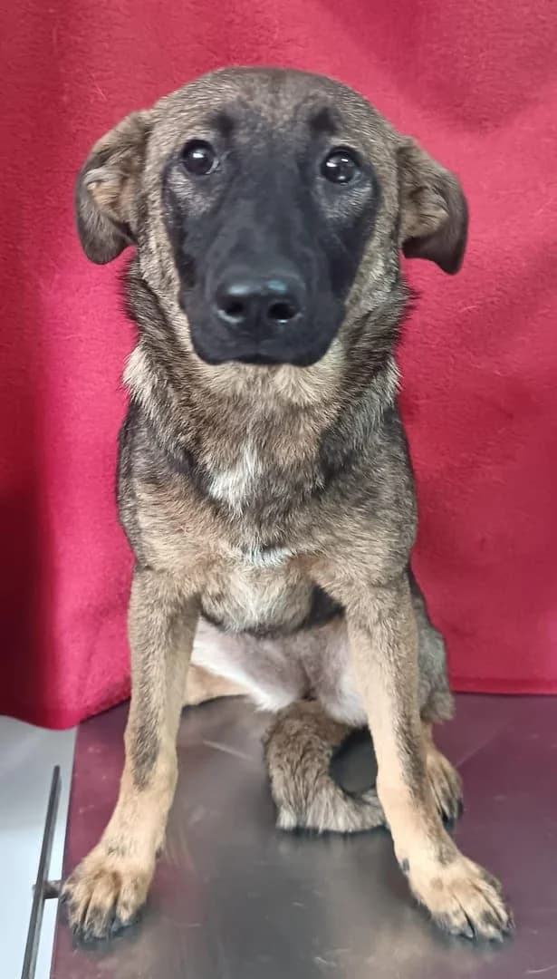 Gracie, Maro female puppy Mixed Breed for adoption at ASPA București — Catalog Câini