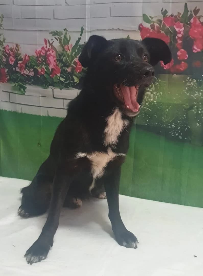 Titan, Negru male young Mixed Breed for adoption at ASPA București — Catalog Câini