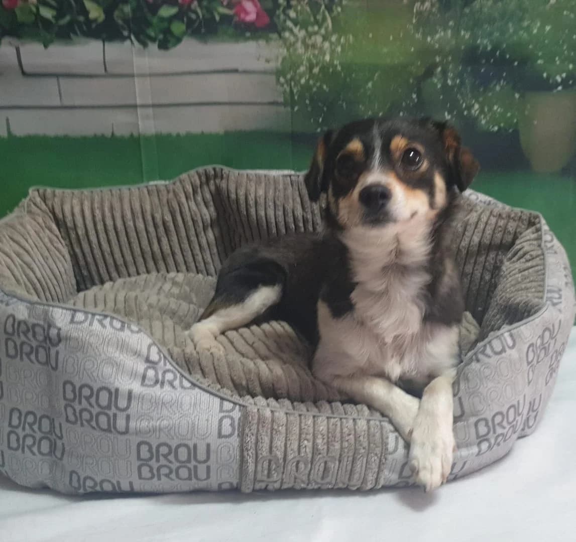Roxy, Negru female young Mixed Breed for adoption at ASPA București — Catalog Câini