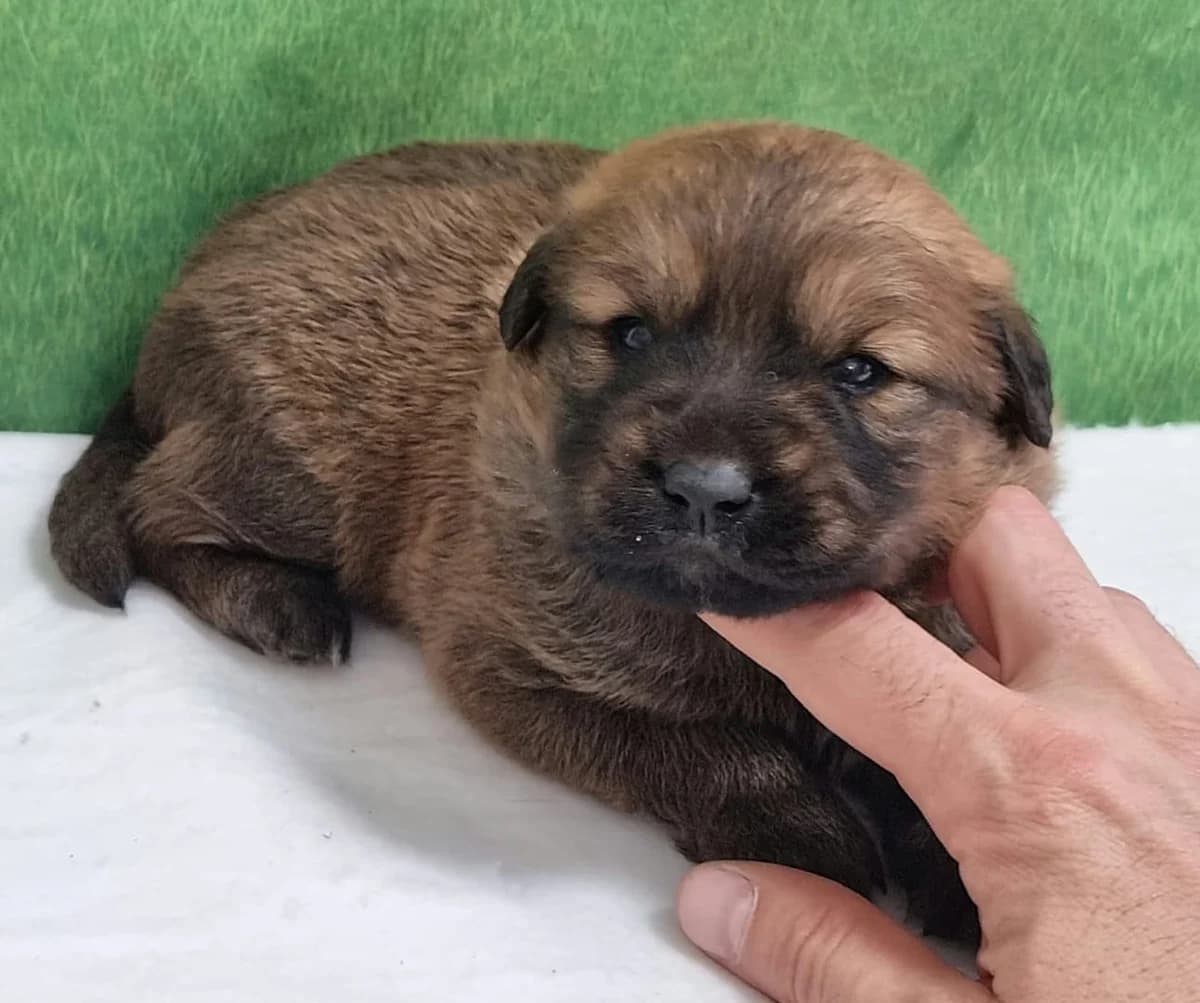 Rebel, Maro male puppy Mixed Breed for adoption at ASPA București — Catalog Câini