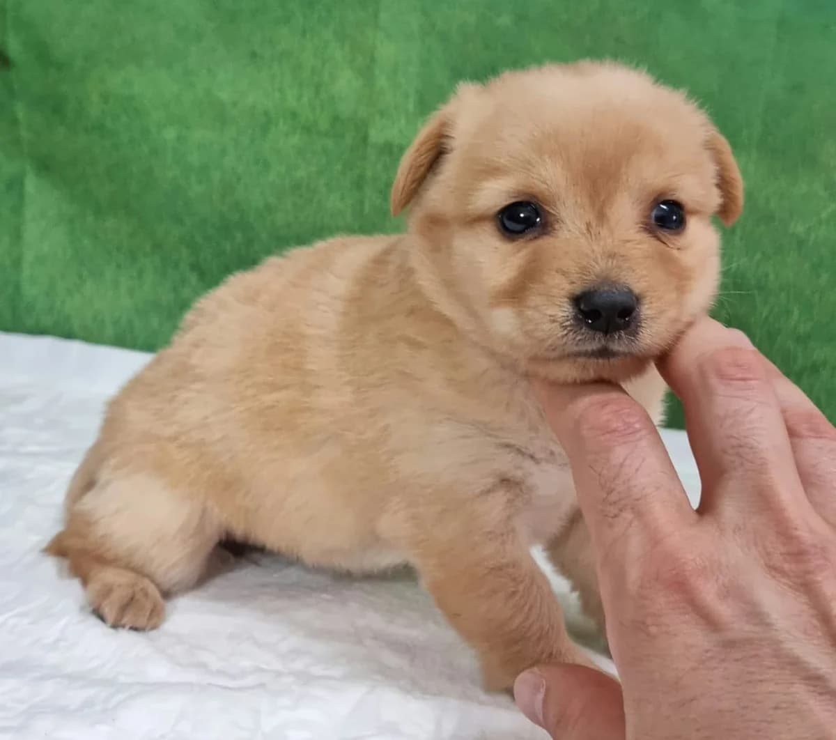 Doris, Bej female puppy Mixed Breed for adoption at ASPA București — Catalog Câini