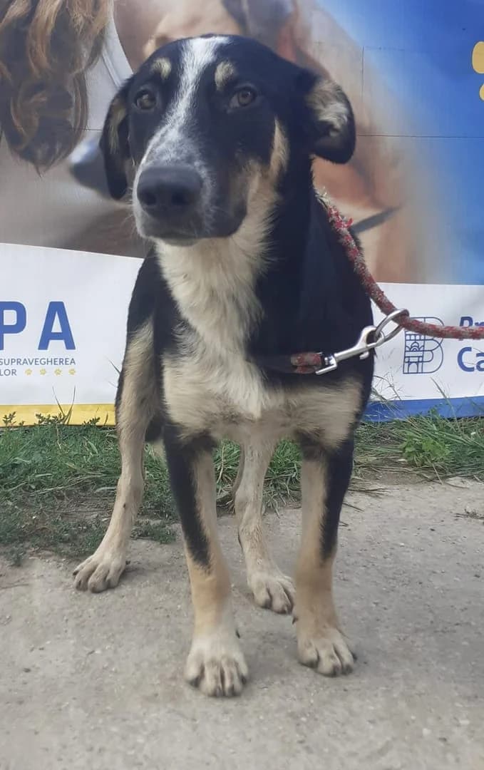 Otis, Negru male young Mixed Breed for adoption at ASPA București — Catalog Câini