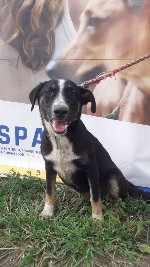 Grace, Negru female young Mixed Breed for adoption at ASPA București — Catalog Câini