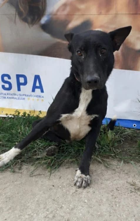 Archie, Negru male young Mixed Breed for adoption at ASPA București — Catalog Câini