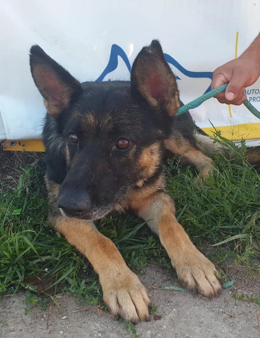 Abby, Negru female 5yo Mixed Breed for adoption at ASPA București — Catalog Câini