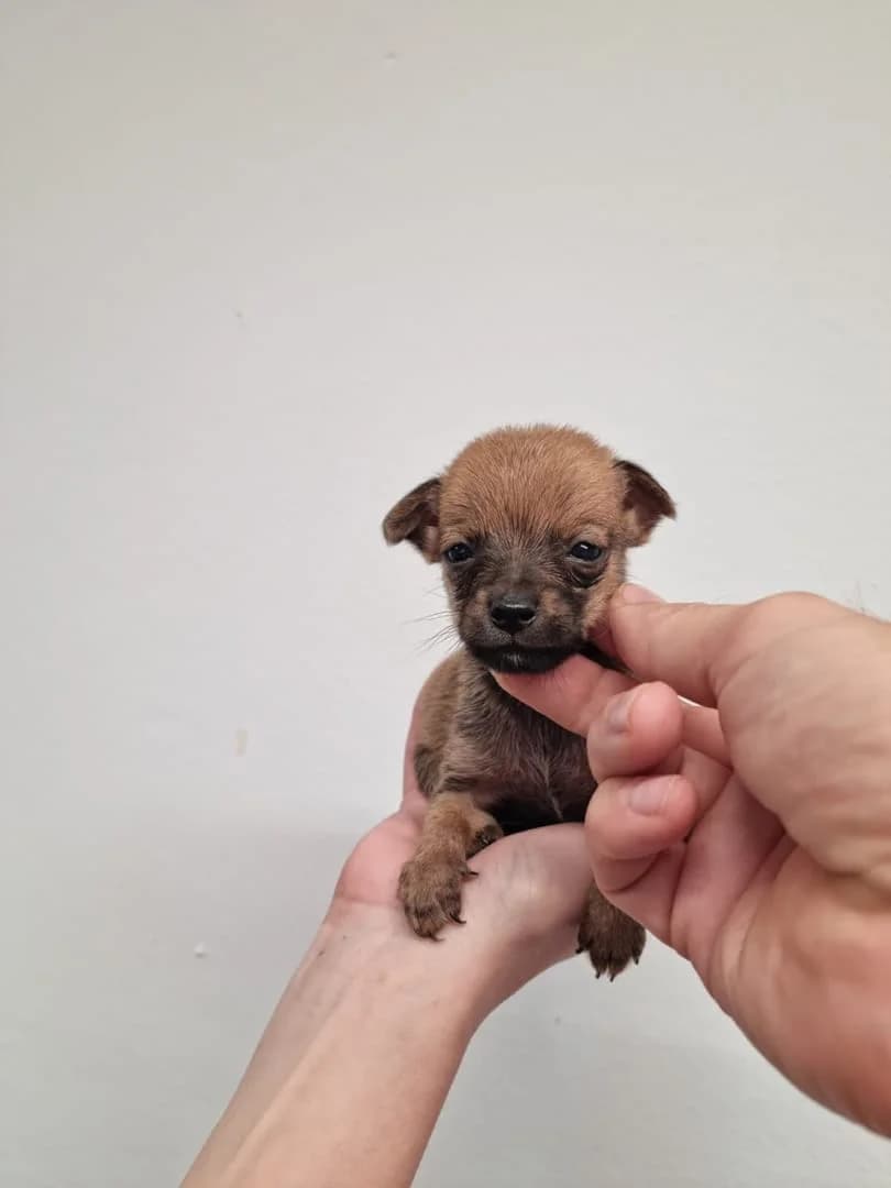 Stom, Maro male puppy Mixed Breed for adoption at ASPA București — Catalog Câini
