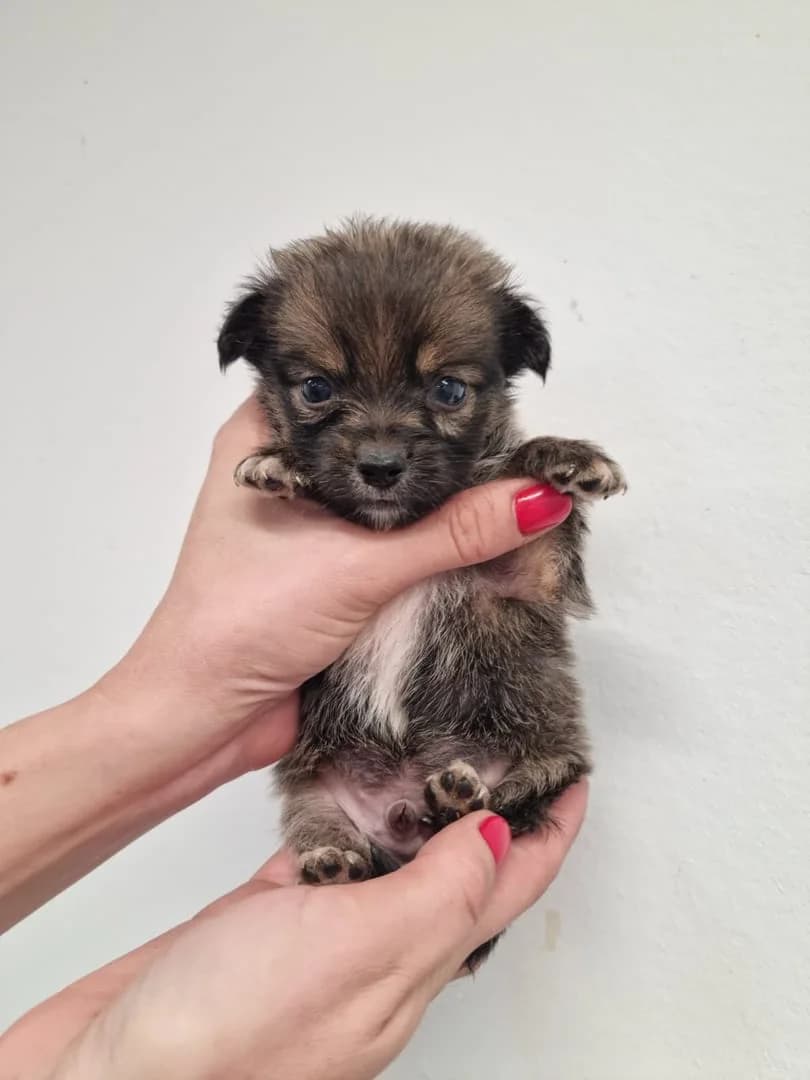 Apollo, Negru male puppy Mixed Breed for adoption at ASPA București — Catalog Câini