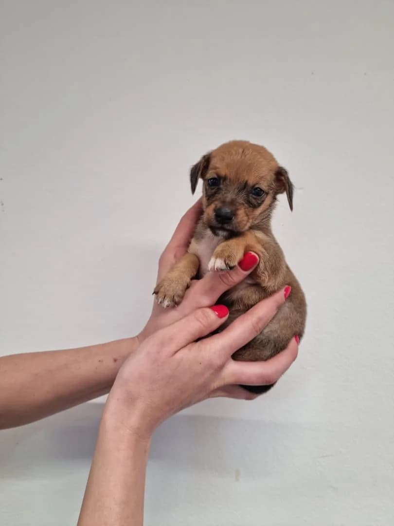 Fiona, Maro female puppy Mixed Breed for adoption at ASPA București — Catalog Câini