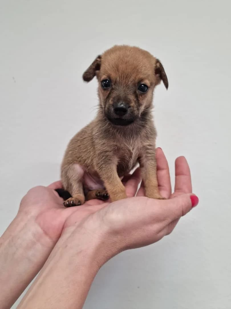 Rebel, Maro male puppy Mixed Breed for adoption at ASPA București — Catalog Câini
