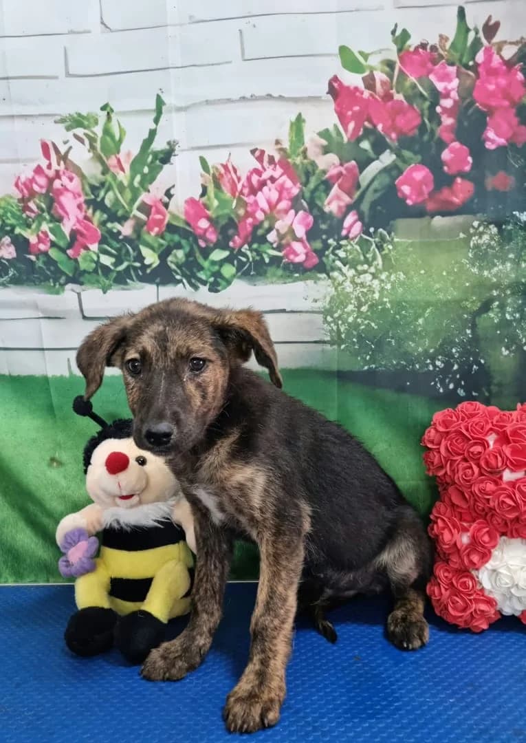 Romeo, Negru male puppy Mixed Breed for adoption at ASPA București — Catalog Câini