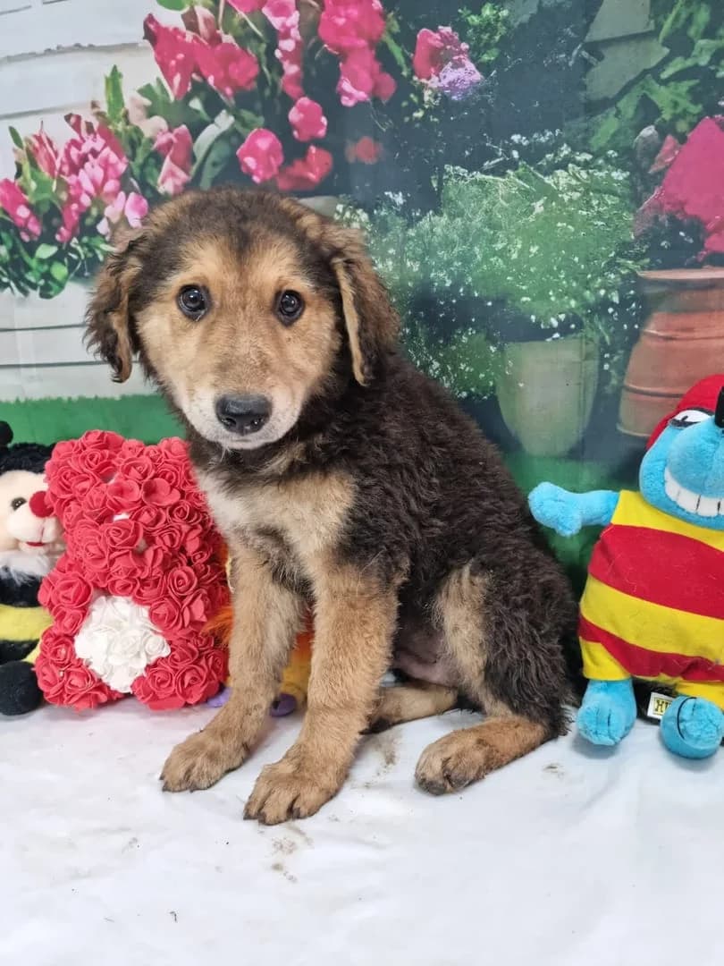 Benone, Negru male puppy Mixed Breed for adoption at ASPA București — Catalog Câini