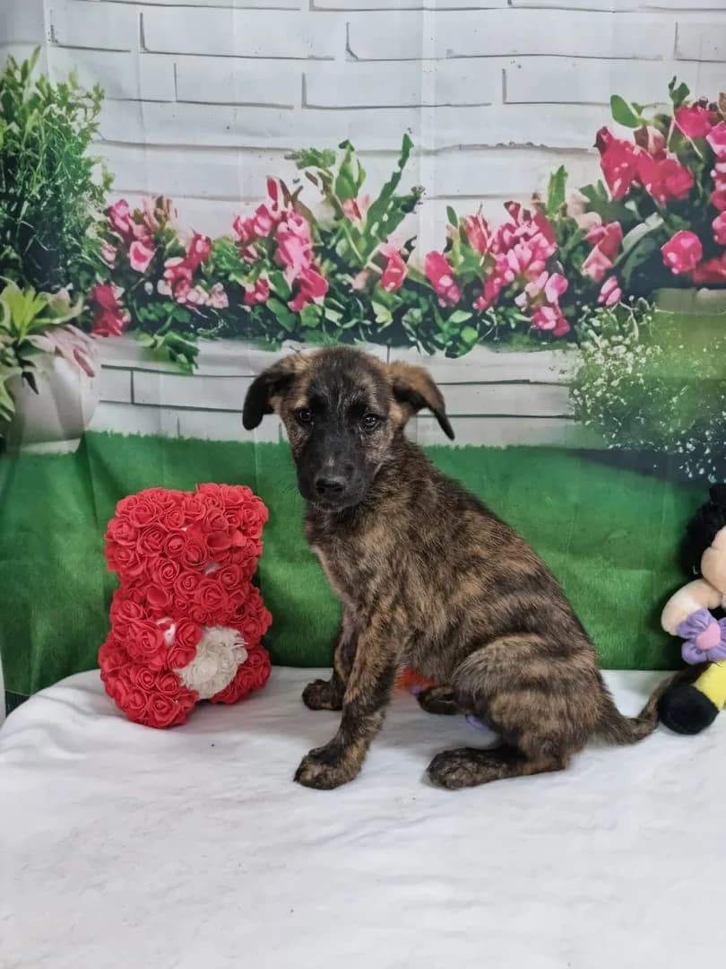 Grigorie, Maro male puppy Mixed Breed for adoption at ASPA București — Catalog Câini