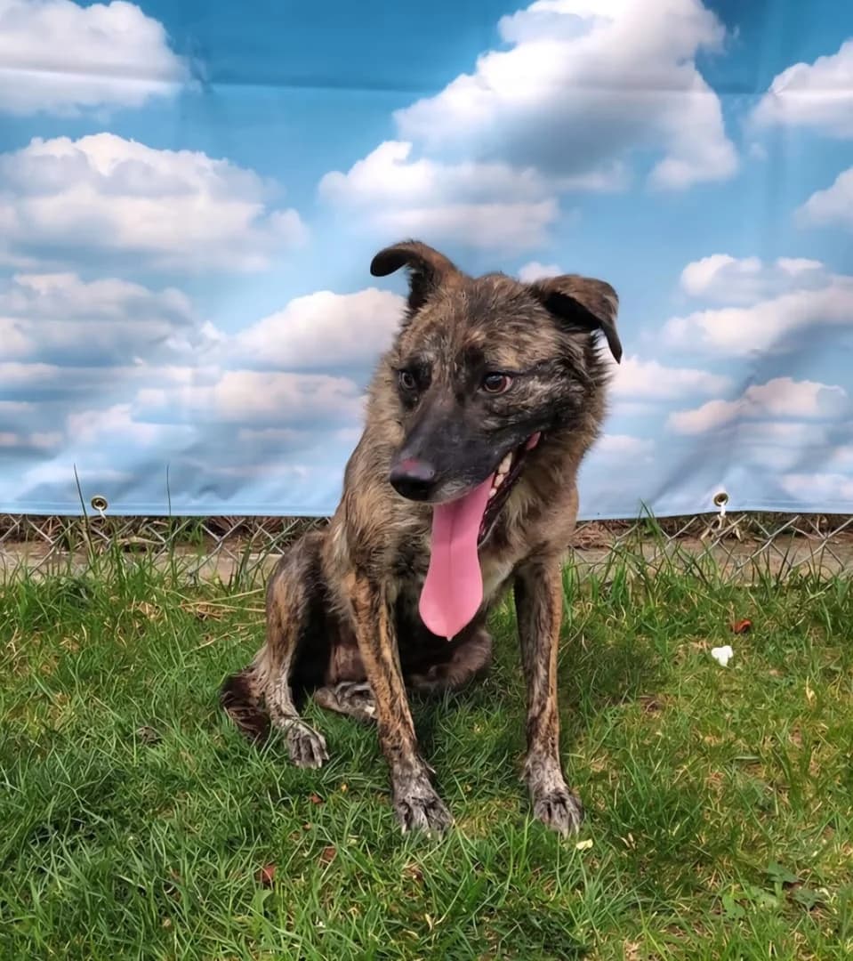 Lumi, Gri female young Mixed Breed for adoption at ASPA București — Catalog Câini