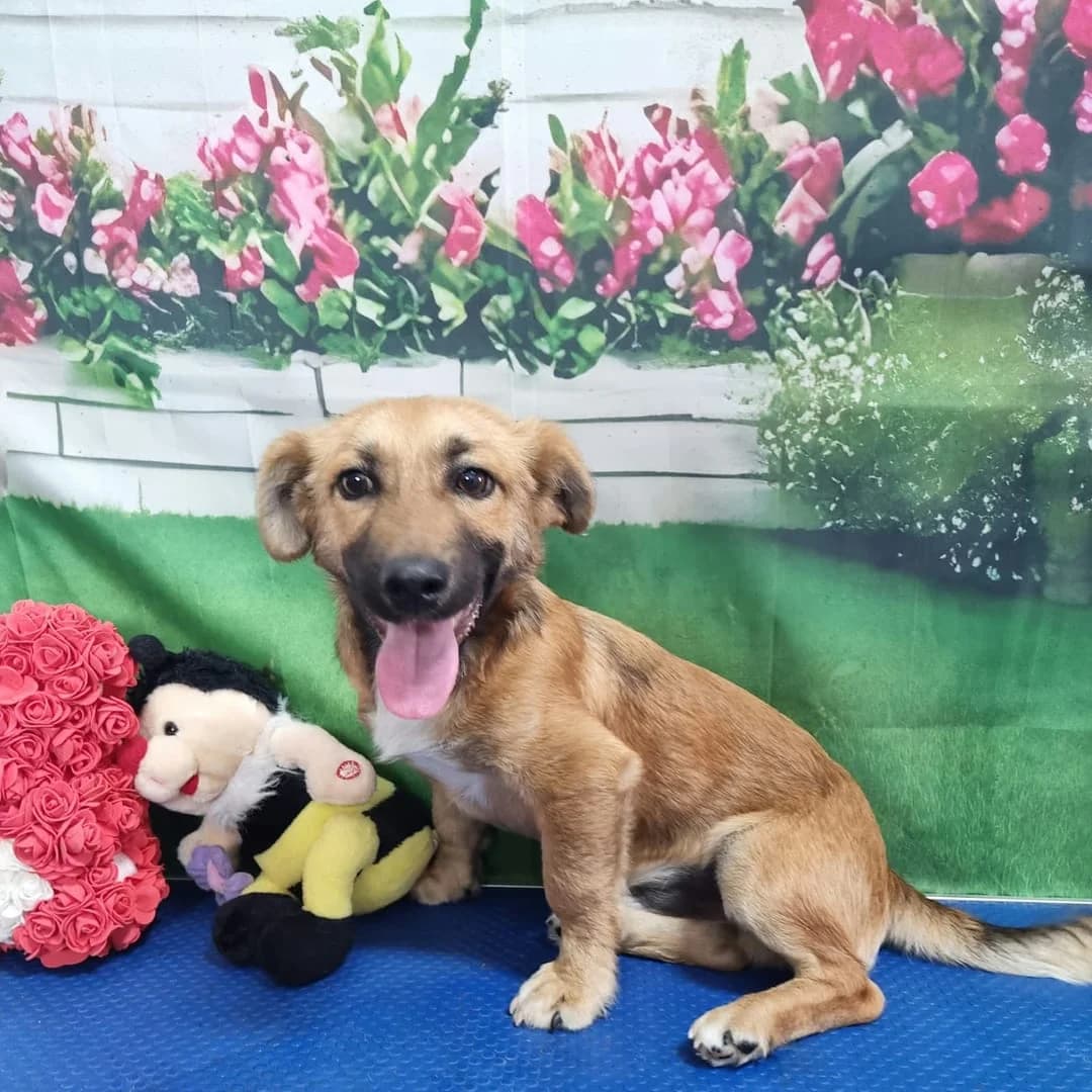 Scout, Maro male puppy Mixed Breed for adoption at ASPA București — Catalog Câini