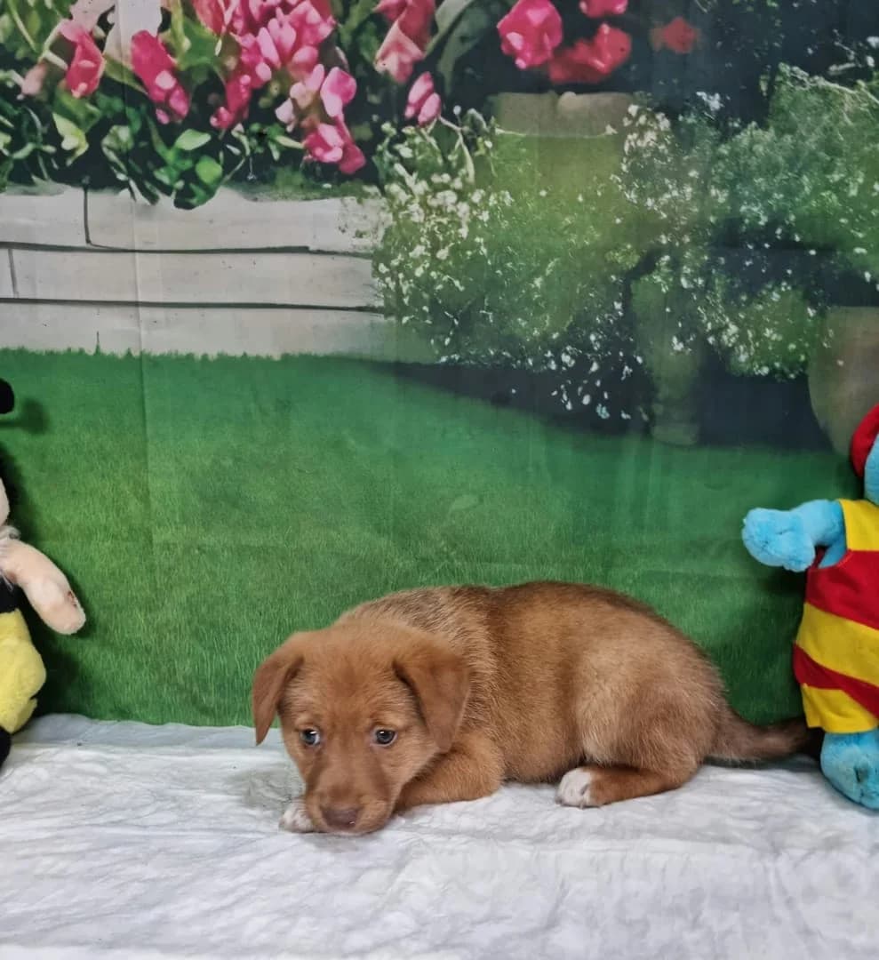 Daria, Bej female puppy Mixed Breed for adoption at ASPA București — Catalog Câini