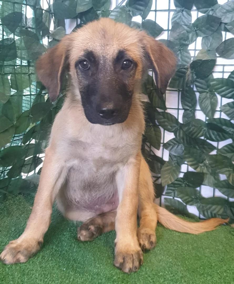 Archie, Maro male puppy Mixed Breed for adoption at ASPA București — Catalog Câini